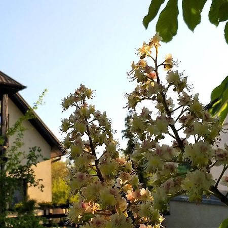 Dom Pod Kasztanami Apartment คาชิเมียร์ซ ดอลนี ภายนอก รูปภาพ