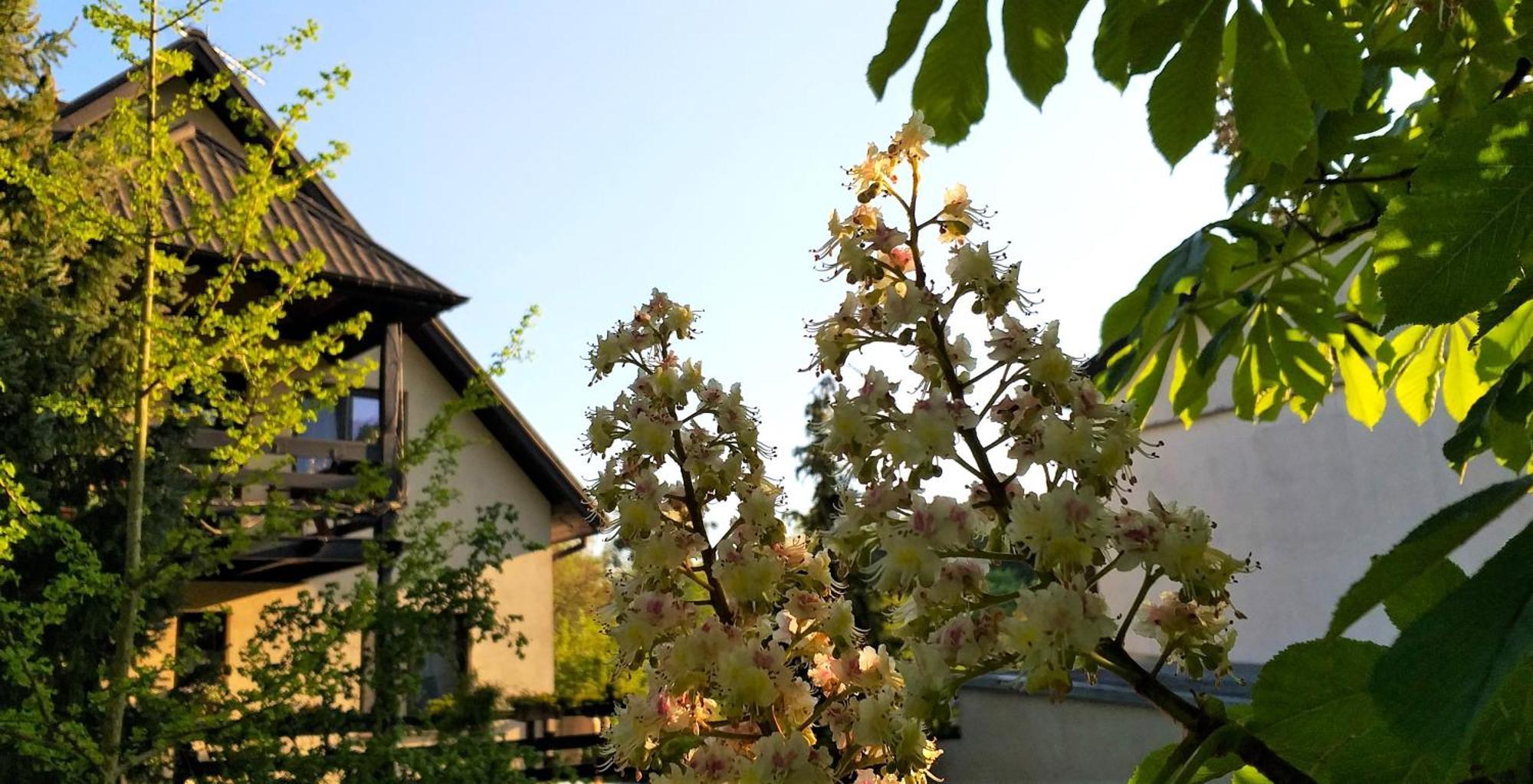 Dom Pod Kasztanami Apartment คาชิเมียร์ซ ดอลนี ภายนอก รูปภาพ